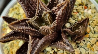 HAWORTHIA "GODZILLA" - Зображення 2