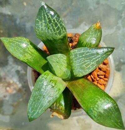 Haworthia "COMPTONIANA VVG2" - Зображення 3