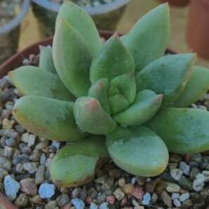 Echeveria "AVOCADO GREEN"