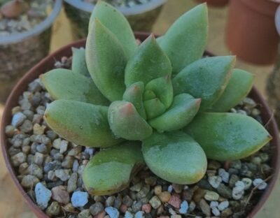 Echeveria "AVOCADO GREEN"