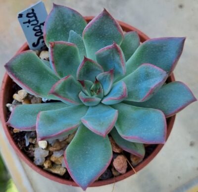 Echeveria "SAGITA" - Зображення 3