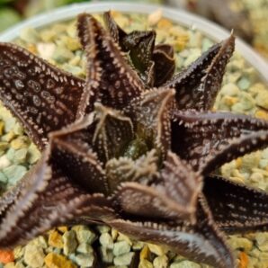 HAWORTHIA "GODZILLA"