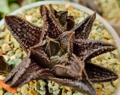 HAWORTHIA "GODZILLA"