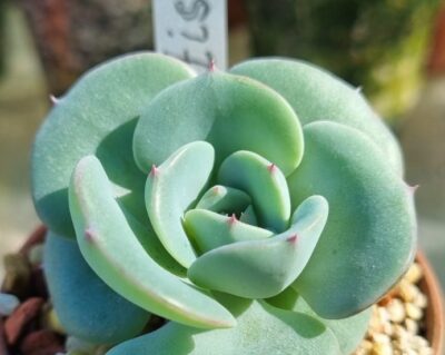 Echeveria "ATLANTIS" - Зображення 3