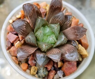 HAWORTHIA "MIRROR BALL" X "PURPLE DODSON" " - Зображення 2