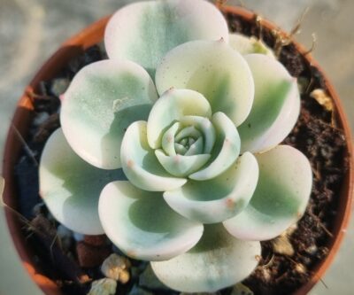 Echeveria "COMPTON CAROUSEL" - Зображення 2