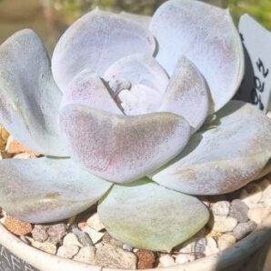 Echeveria "TYNIE BURGER"