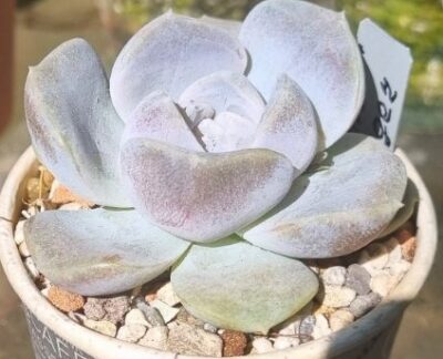 Echeveria "TYNIE BURGER"