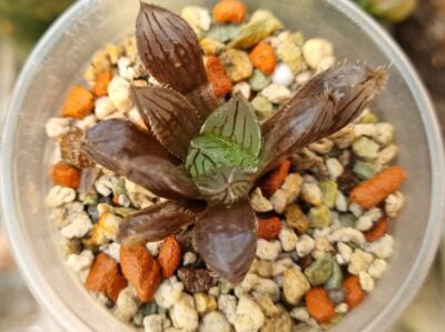 HAWORTHIA "MIRROR BALL" X "PURPLE DODSON" " - Зображення 2