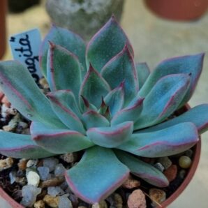 Echeveria "SAGITA"