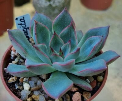 Echeveria "SAGITA"