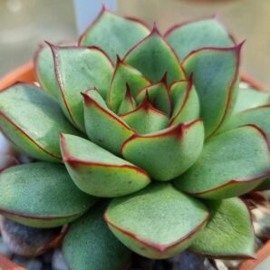 Echeveria agavoides "KISS OF FIRE"