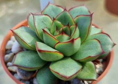 Echeveria agavoides "KISS OF FIRE"