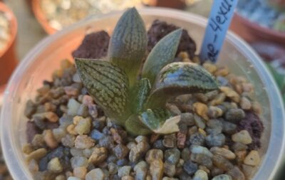 Haworthia ‘EMELIAE’ - Зображення 2