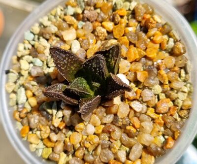 HAWORTHIA "GODZILLA" - Зображення 2