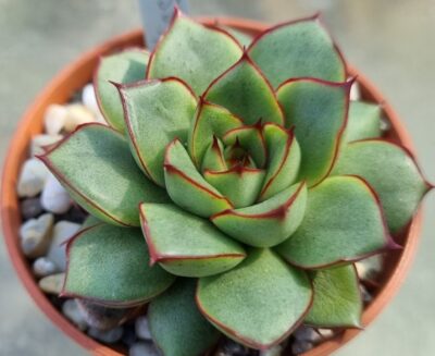 Echeveria agavoides "KISS OF FIRE" - Зображення 2