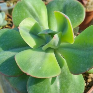 Echeveria "ENFANT" variegata