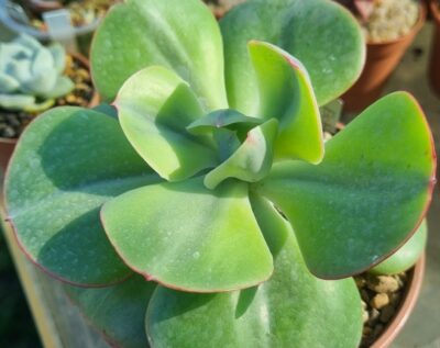 Echeveria "ENFANT" variegata