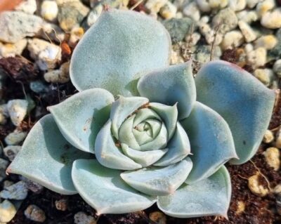 Echeveria "SANTARINA" - Зображення 2