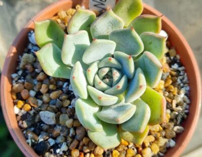 Echeveria 'Norma' - Зображення 2