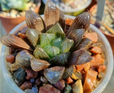 HAWORTHIA "MIRROR BALL" X "PURPLE DODSON" " - Зображення 4