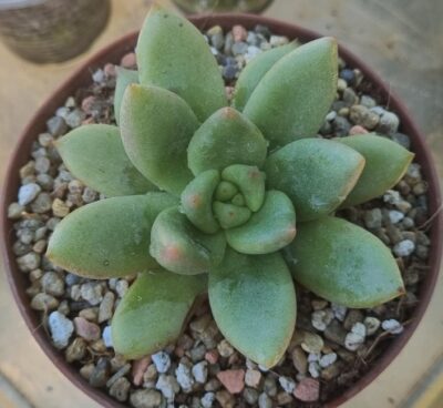 Echeveria "AVOCADO GREEN" - Зображення 3