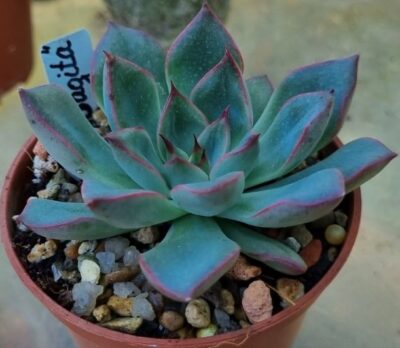 Echeveria "SAGITA" - Зображення 2