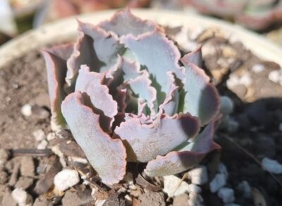 Echeveria "NEON BREAKERS"