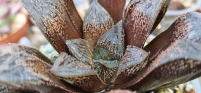 Haworthia "Splendens x 'Kegazato' x 'Yulia'" - Зображення 4