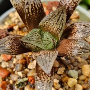 Haworthia "Splendens x 'Kegazato' x 'Yulia'"