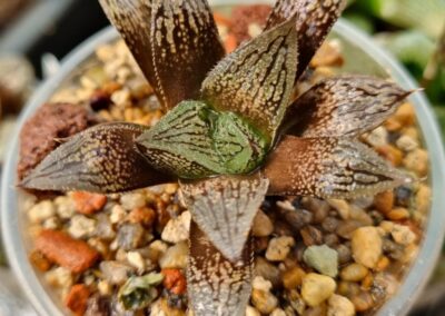 Haworthia "Splendens x 'Kegazato' x 'Yulia'"