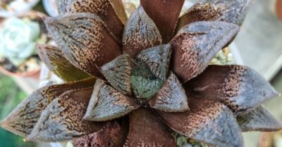 Haworthia "Splendens x 'Kegazato' x 'Yulia'" - Зображення 2