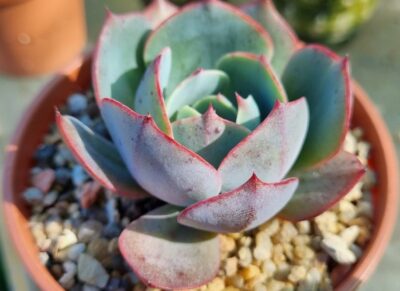 ECHEVERIA "AMISTAR" - Зображення 2