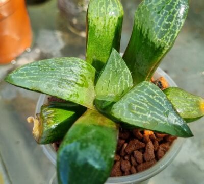 Haworthia "COMPTONIANA VVG2" - Зображення 2