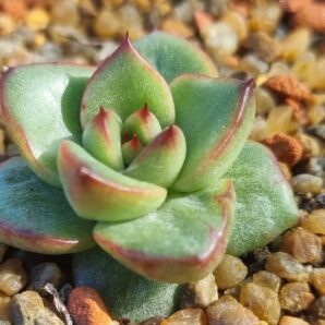 Echeveria "AGAVOIDES SPANE" variegated