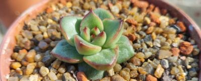 Echeveria "AGAVOIDES SPANE" variegated