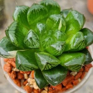 HAWORTHIA "COOPERI" VAR.