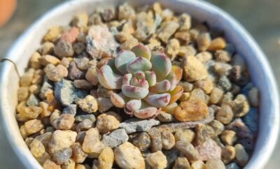 ECHEVERIA "MINIMA"