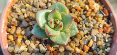 Echeveria "AGAVOIDES SPANE" variegated - Зображення 2