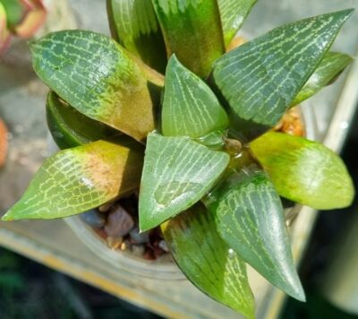 Haworthia "COMPTONIANA VVG2" - Зображення 2