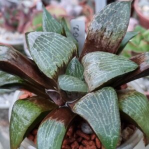 Haworthia "COMPTONIANA VVG2"