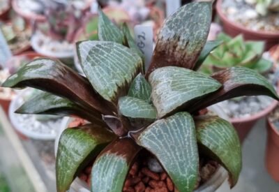 Haworthia "COMPTONIANA VVG2"