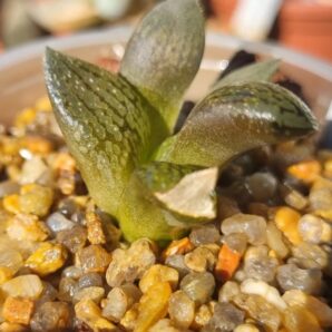 Haworthia ‘EMELIAE’