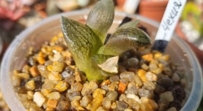 Haworthia ‘EMELIAE’