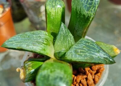 Haworthia "COMPTONIANA VVG2" - Зображення 4