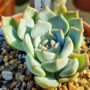 Echeveria 'Norma'