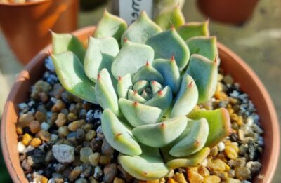 Echeveria 'Norma'
