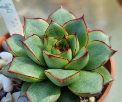 Echeveria agavoides "KISS OF FIRE" - Зображення 3