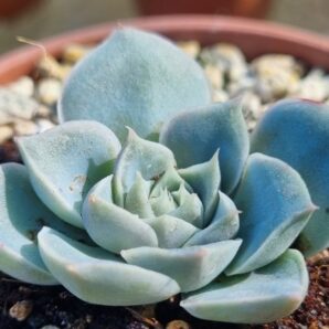 Echeveria "SANTARINA"