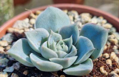 Echeveria "SANTARINA"
